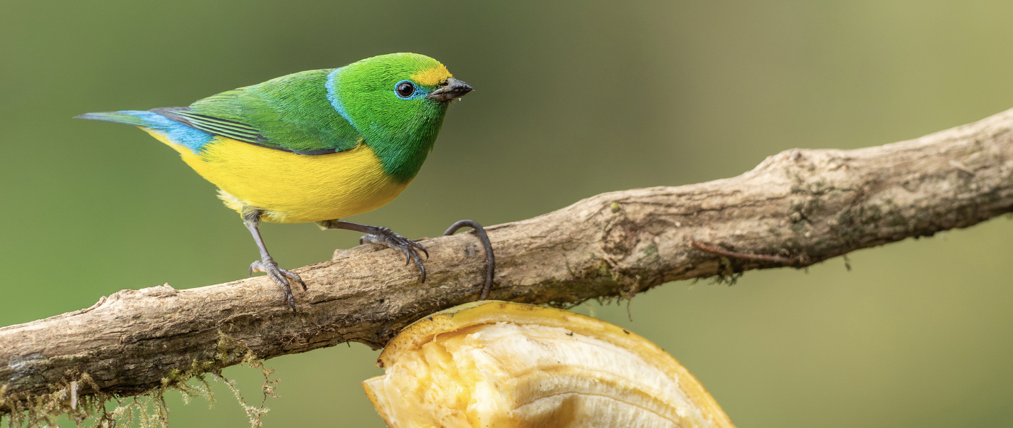 Colombia's Santa Martas: The Caribbean Coast & Megadiverse
